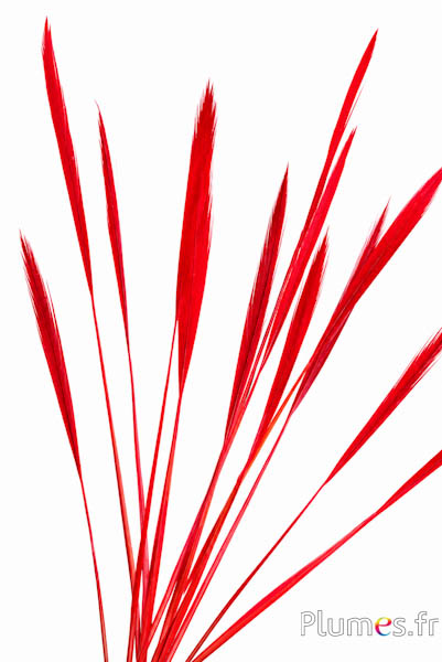 Goudfazant staart - 15-20 cm - rood